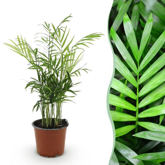 Palmier nain - Chamaedorea elegans - Ø12cm - ↕40cm - Plantes d’intérieur - Image 1