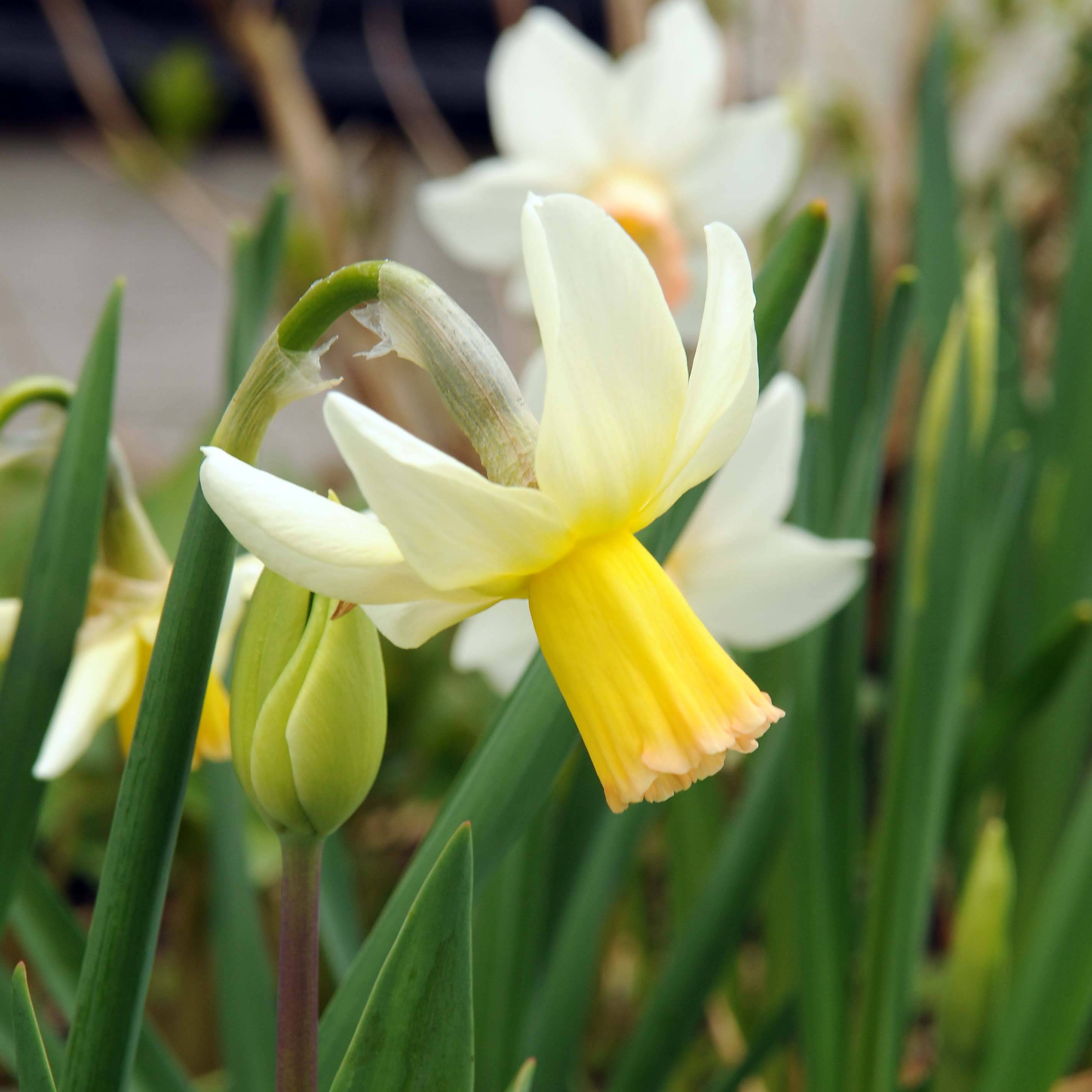 Promesse de Fleurs - Narcisse Cotinga Bulbe calibre 12+ (par 10)