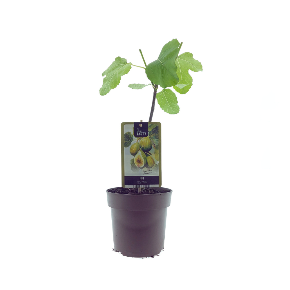 Ficus Panachee - D15 H40cm