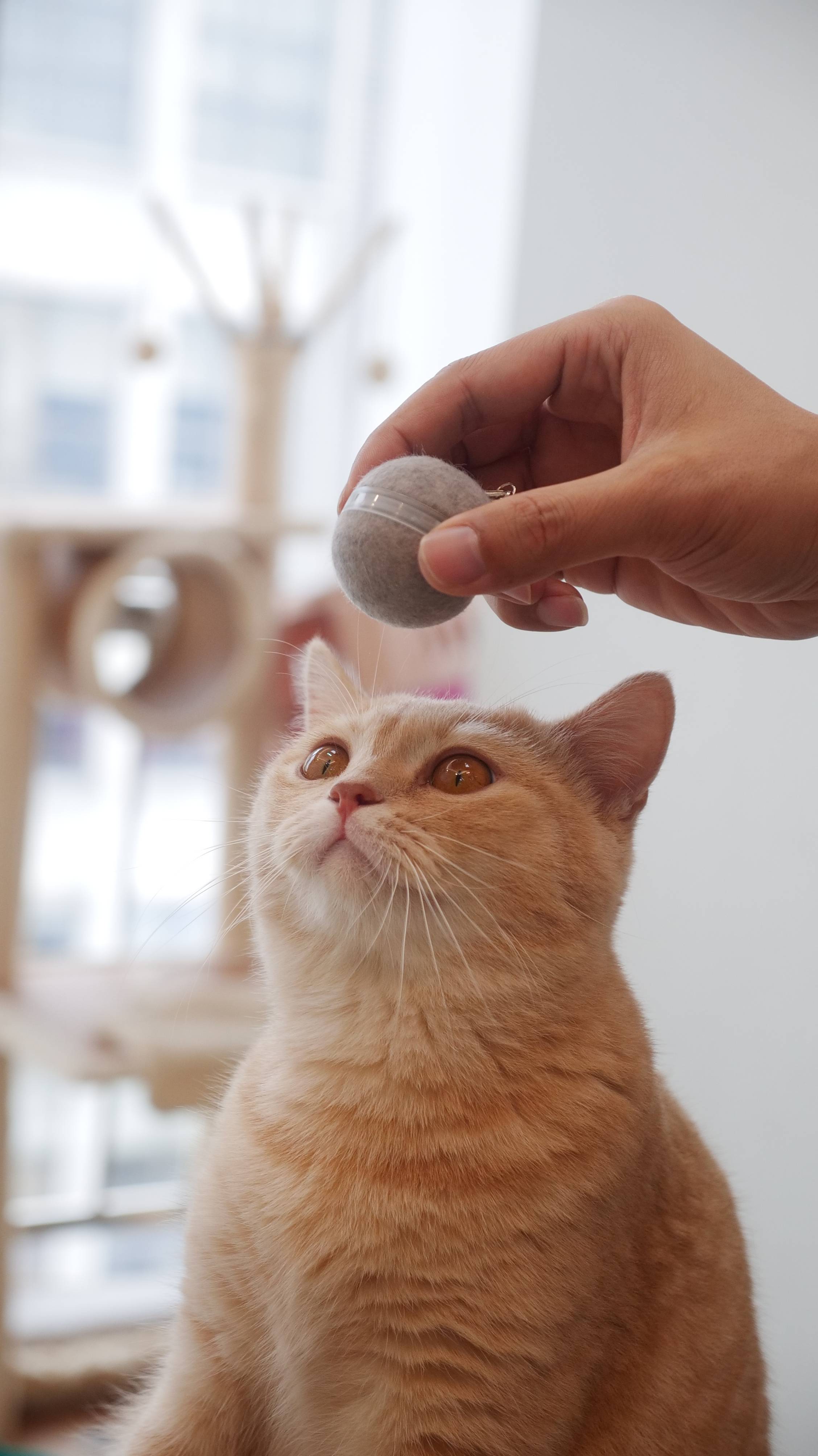 Cheerble Ball M1, Balle auto-roulante pour chat - Imagen 3