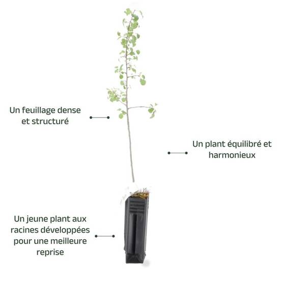 Peuplier tremble (Populus tremula) - Godet - Taille 30/50cm - Pépinières Naudet - Image 3