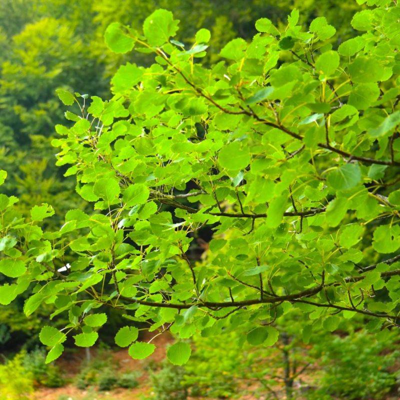 Peuplier tremble (Populus tremula) - Godet - Taille 30/50cm - Pépinières Naudet - Image 1