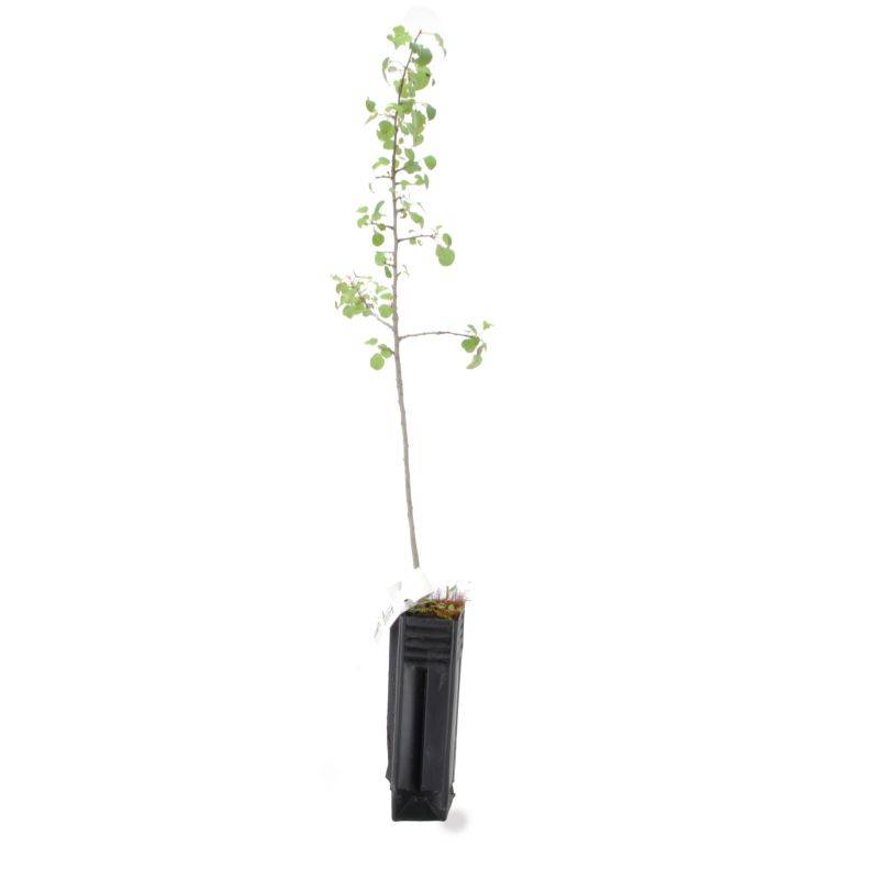 Peuplier tremble (Populus tremula) - Godet - Taille 30/50cm - Pépinières Naudet - Image 2