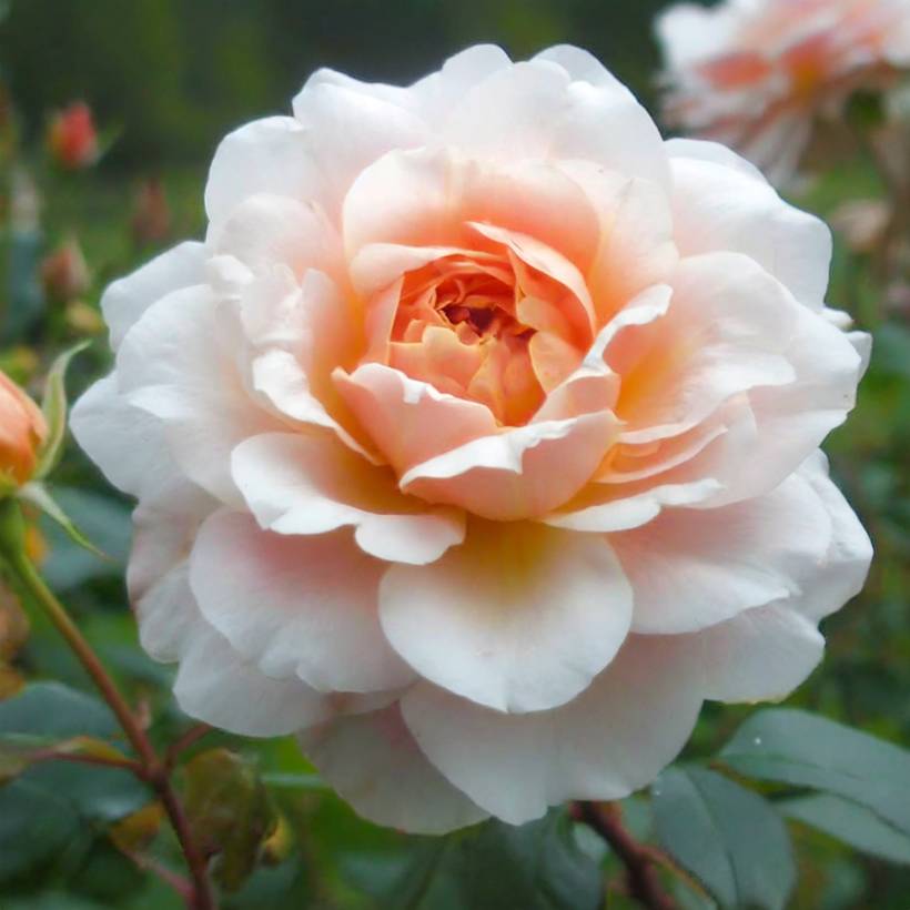 Promesse de Fleurs - Rosier ancien Perle d'or Racines nues en motte