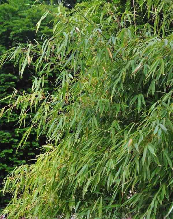 Fargesia "Rufa" (Bambou non traant) Taille:Pot 5 Litres - 40/60cm - 6/9  cannes - Jardiland