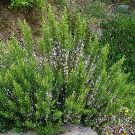 Romarin officinal - Rosmarinus officinalis Godet de 7/8 cm