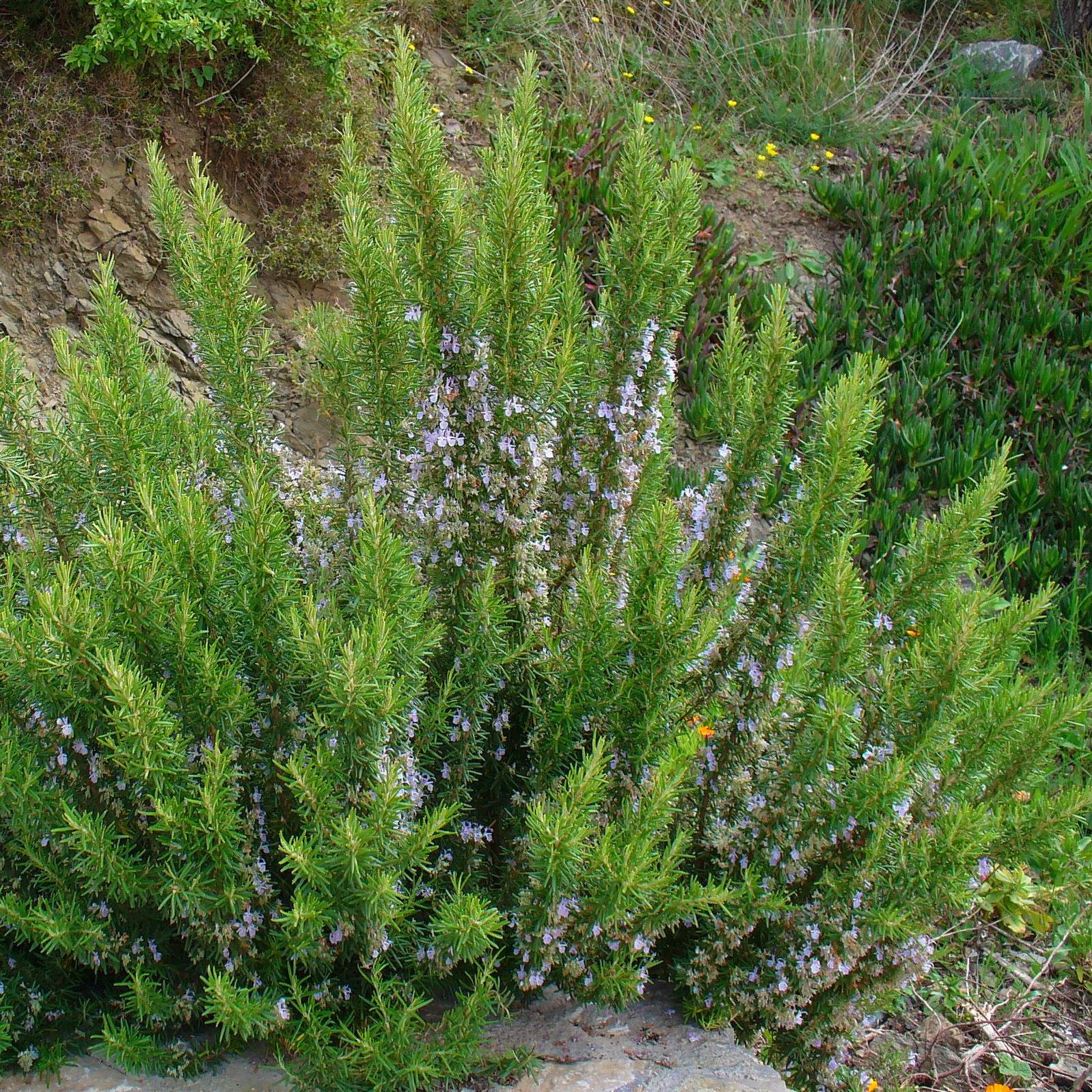 Romarin officinal - Rosmarinus officinalis Godet de 7/8 cm