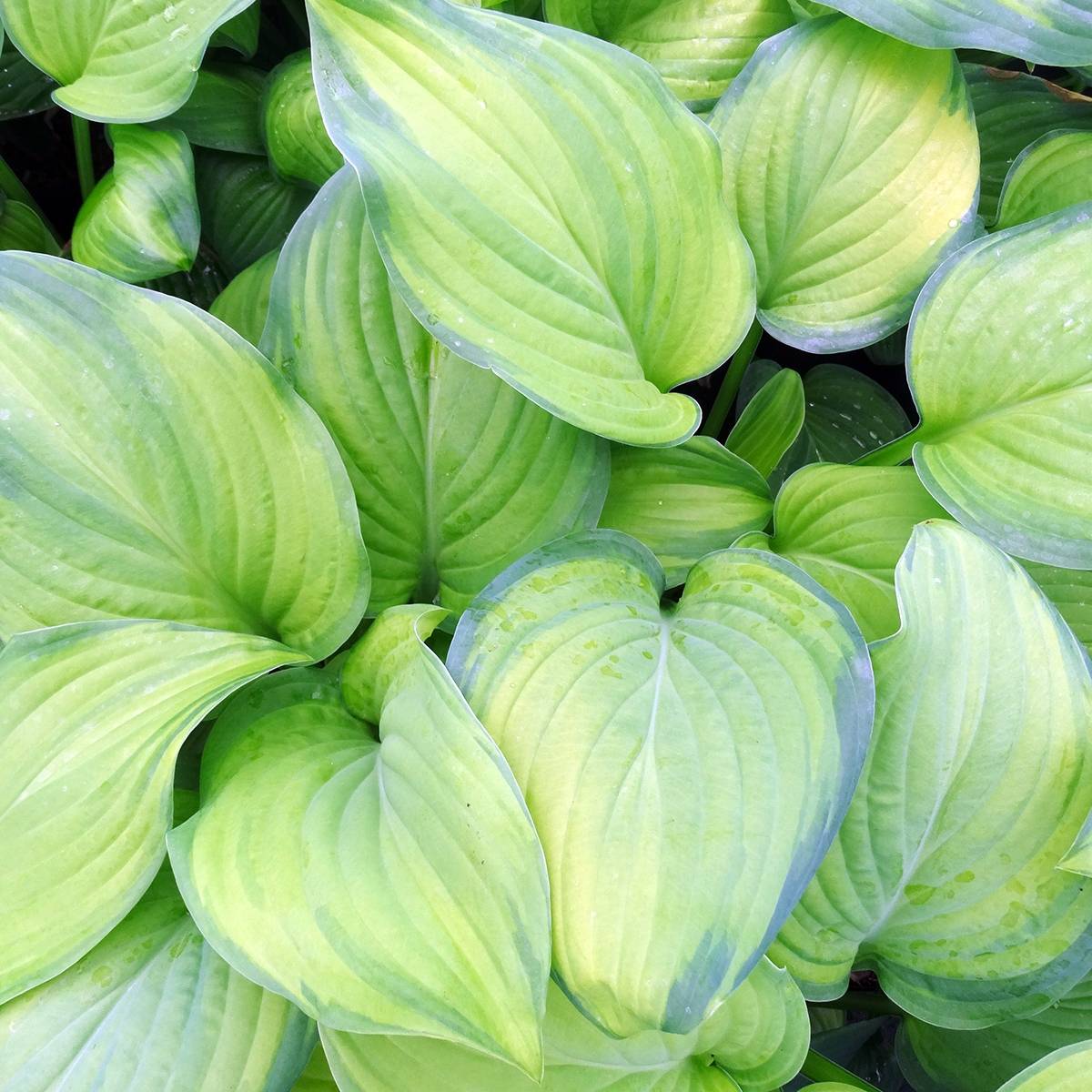 Hosta Guacamole Godet de 8/9 cm