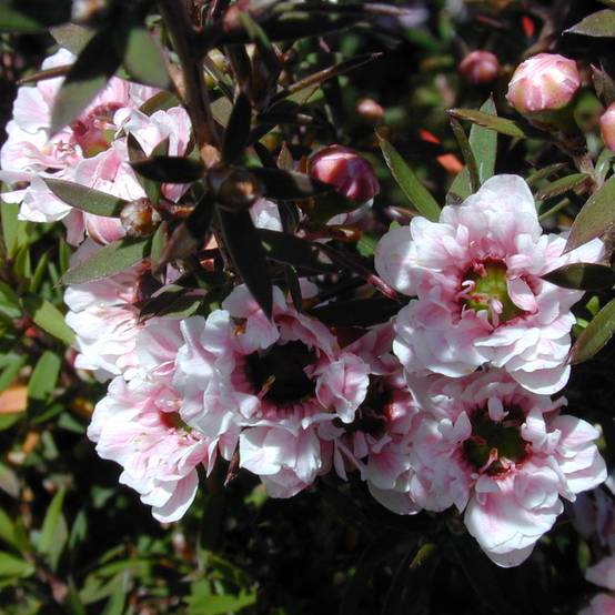 Promesse de Fleurs - Leptospermum scoparium Apple blossom - Arbre à thé de Nouvelle-Zélande Pot de 2L/3L