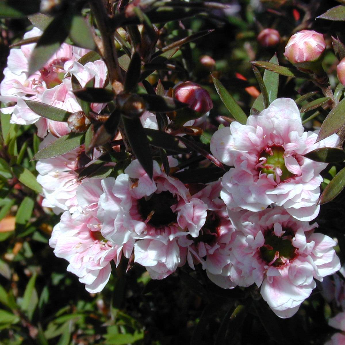 Promesse de Fleurs - Leptospermum scoparium Apple blossom - Arbre à thé de Nouvelle-Zélande Pot de 2L/3L