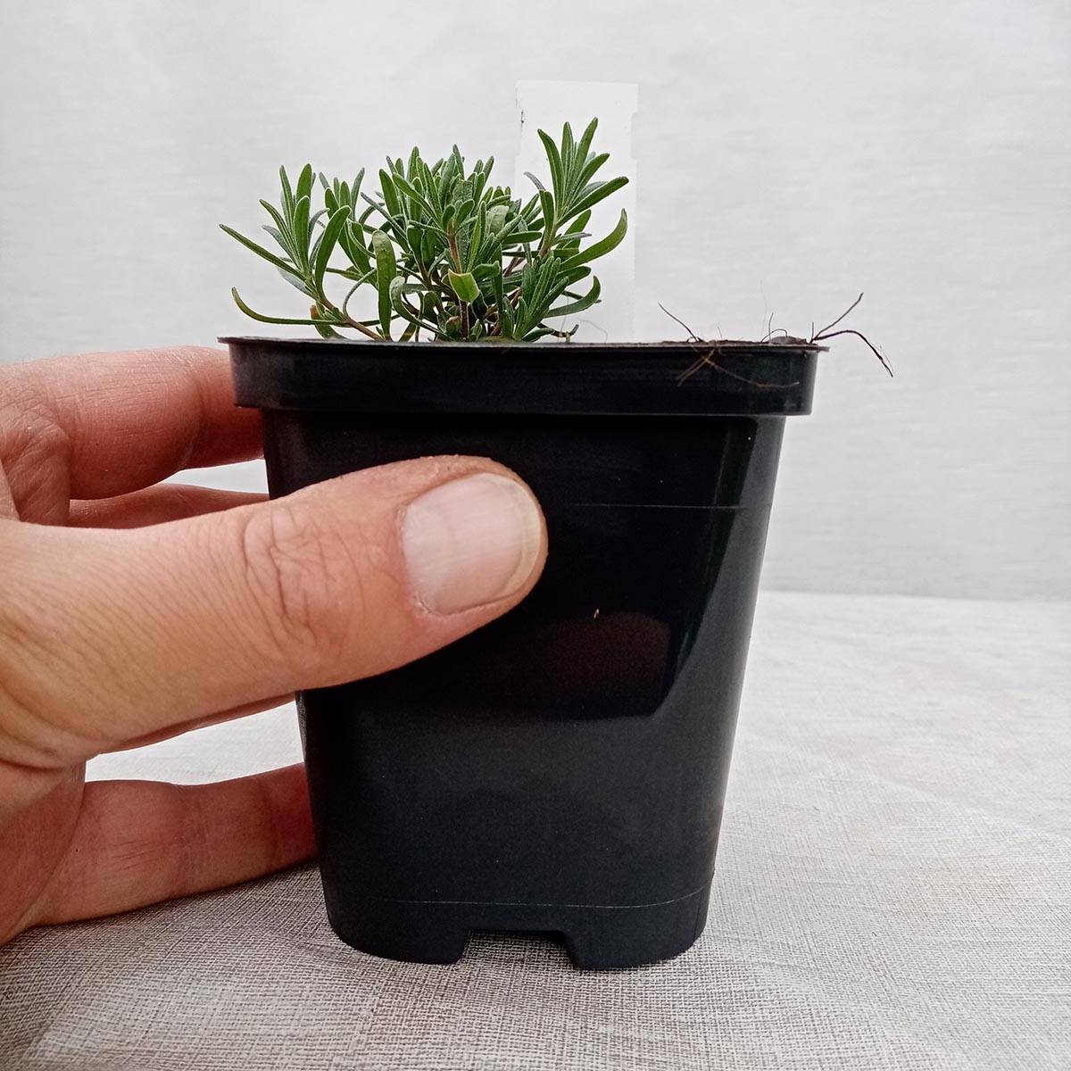 Lavande angustifolia Munstead Godet de 8/9 cm