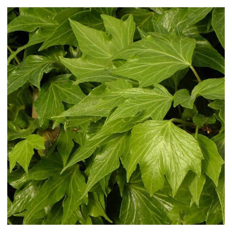 Lierre des bois Ivalace - Godet - 5/20 cm - Imagen 4