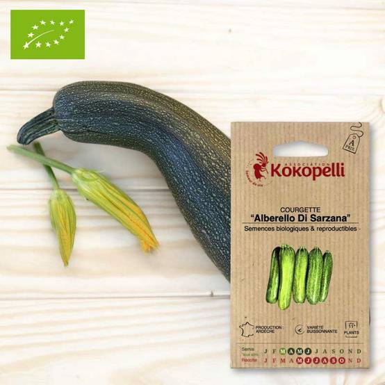 Courgette Alberello Di Sarzana- Graines bio à semer - Image 1