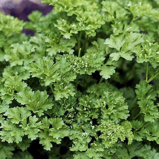 Persil frisé vert foncé en plant BIO Pot de 2L/3L