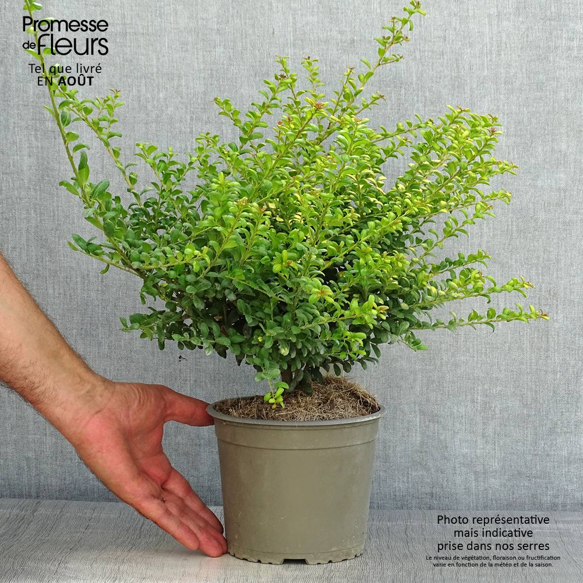 Houx crénelé - Ilex crenata Convexed Gold Pot de 12 cm / 13 cm - Image 2