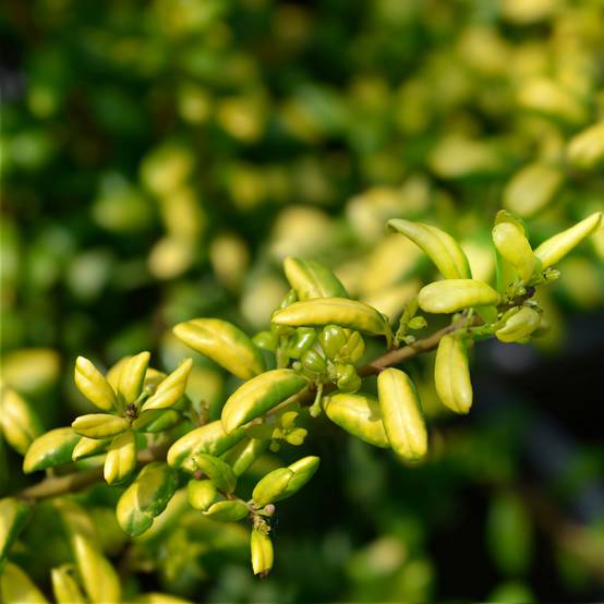 Houx crénelé - Ilex crenata Convexed Gold Pot de 12 cm / 13 cm - Image 1