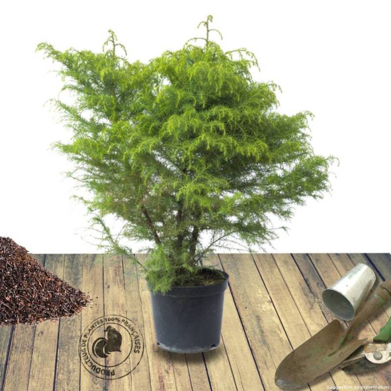 Cèdre du Japon Elegans Viridis, Cryptomeria - Pot de 7,5L - 40/60 cm - Imagen 9