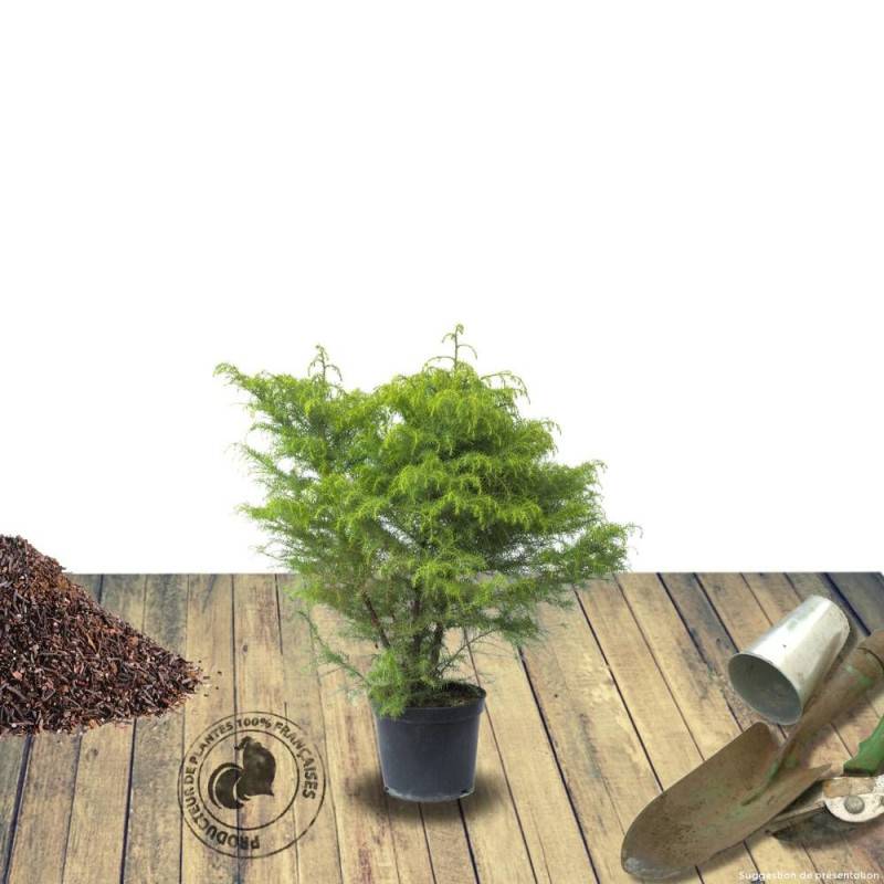 Cèdre du Japon Elegans Viridis, Cryptomeria - Pot de 7,5L - 40/60 cm - Imagen 7
