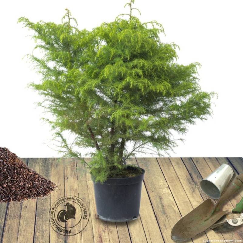 Cèdre du Japon Elegans Viridis, Cryptomeria - Pot de 7,5L - 40/60 cm - Imagen 10