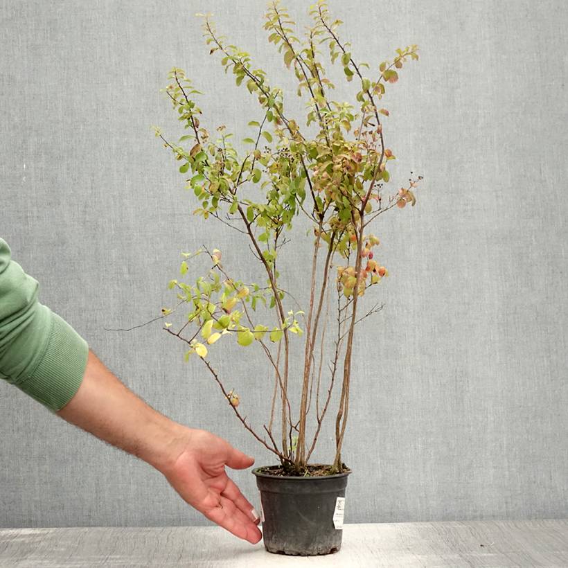 Spirée japonaise - Spiraea nipponica Halward's Silver Pot de 1L/1,5L ...