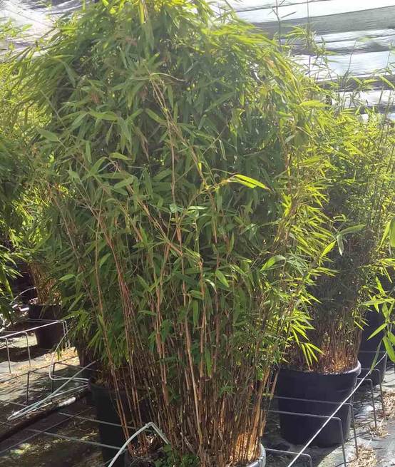 0 - Fargesia nitida "Volcan" (nitida Gansu x nitida) (Bambou non traçant) Pot 30 Litres - 125/150cm