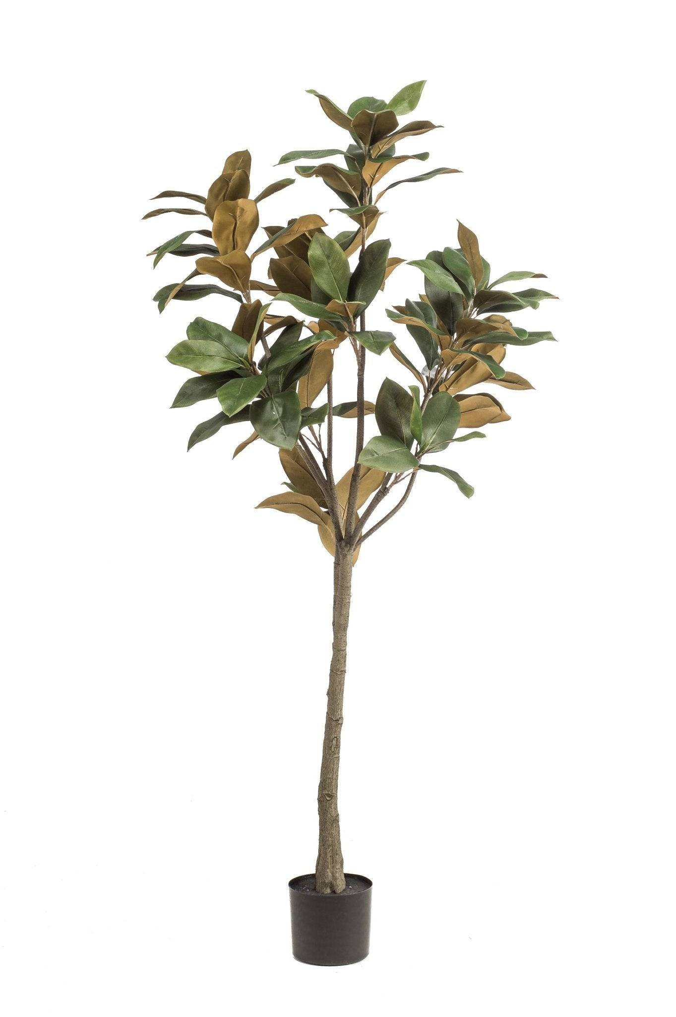 La Green Touch - Magnolia Grandiflora plante artificielle - h150cm, Ø15cm- La Green Touch - Imagen 5