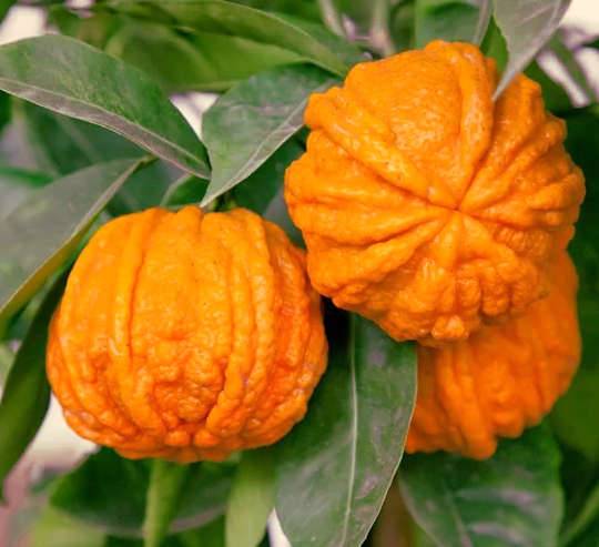 0 - Citrus Corrugato (Hybride entre Orange amère et douce) Pot de 4 litres - 30/40 cm - Image 1