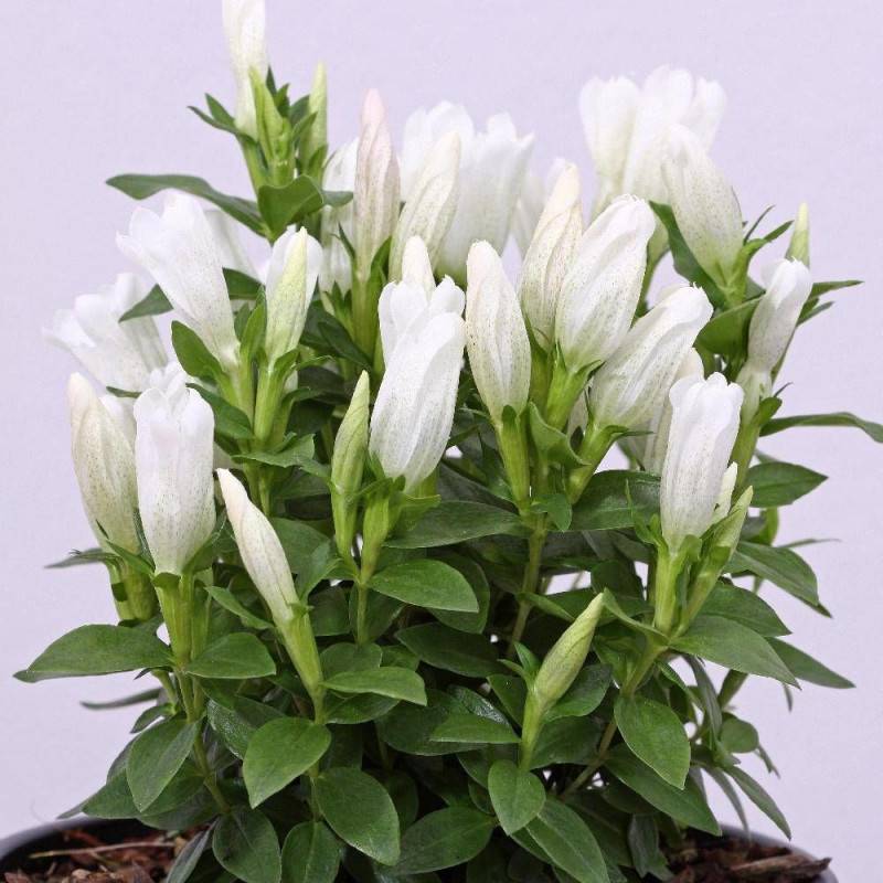 Gentiane makinoi White Star® à fleurs Blanche/ - feuillage Persistant - Godet - 5/20 cm