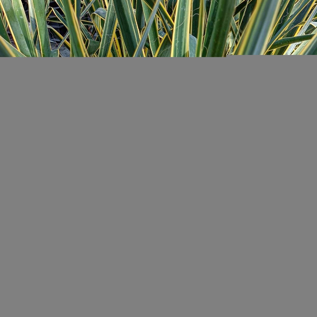 Yucca filamentosa Bright Edge - Yucca filamenteux Pot de 2L/3L - Image 1