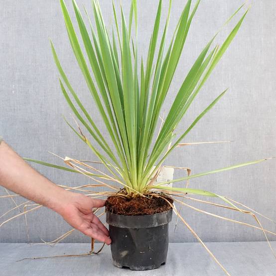 Yucca filamentosa Bright Edge - Yucca filamenteux Pot de 2L/3L - Image 2