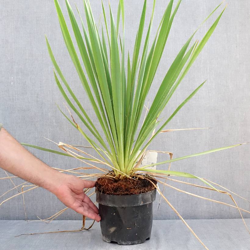 Yucca filamentosa Bright Edge - Yucca filamenteux Pot de 2L/3L - Image 2