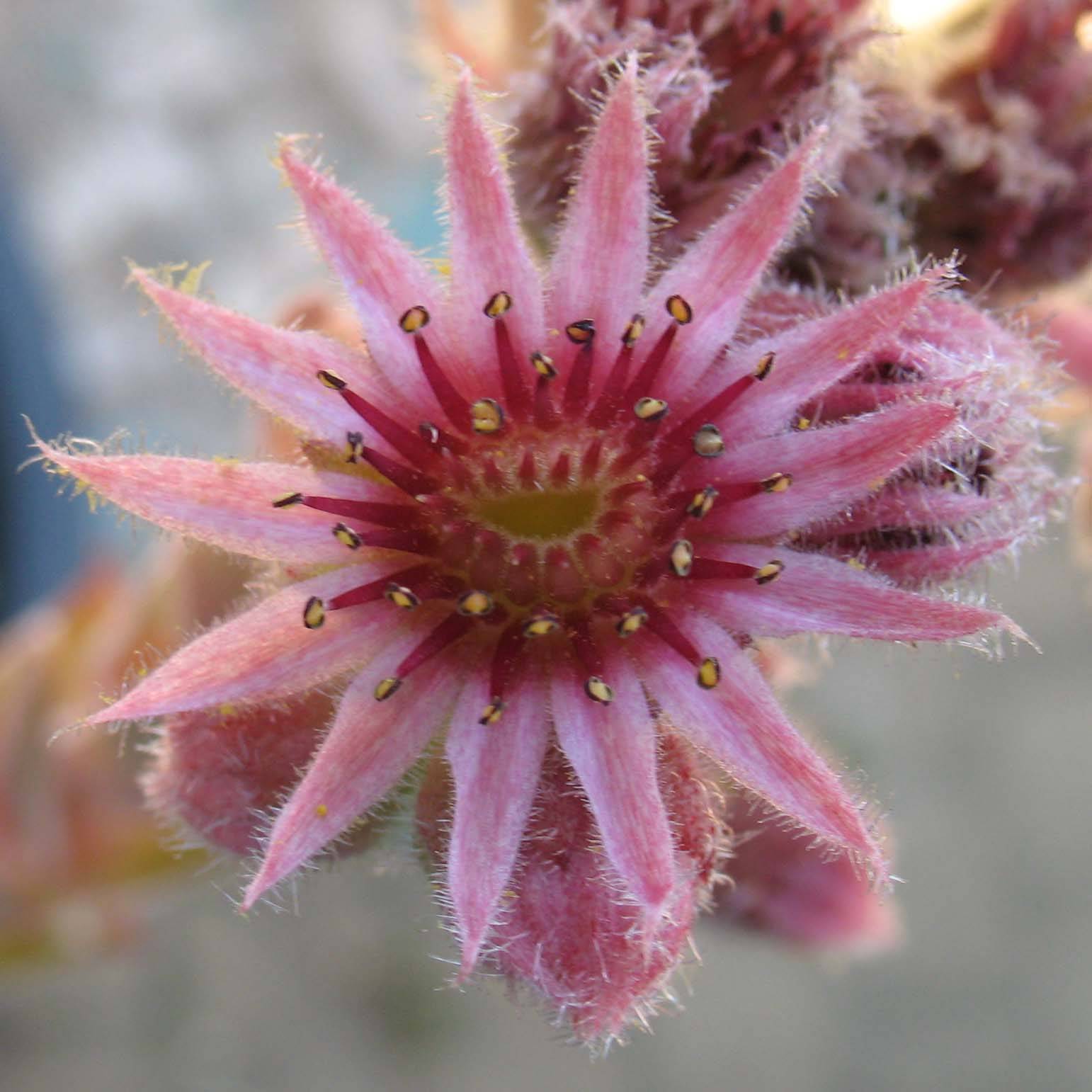Sempervivum Feldmaier - Joubarbe hybride  Godet de 8/9 cm