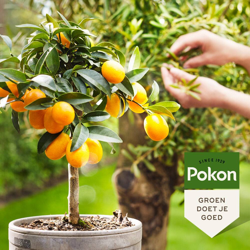 Pokon - Pokon - Engrais liquide pour plantes méditerranéennes - 500 ml - Image 2