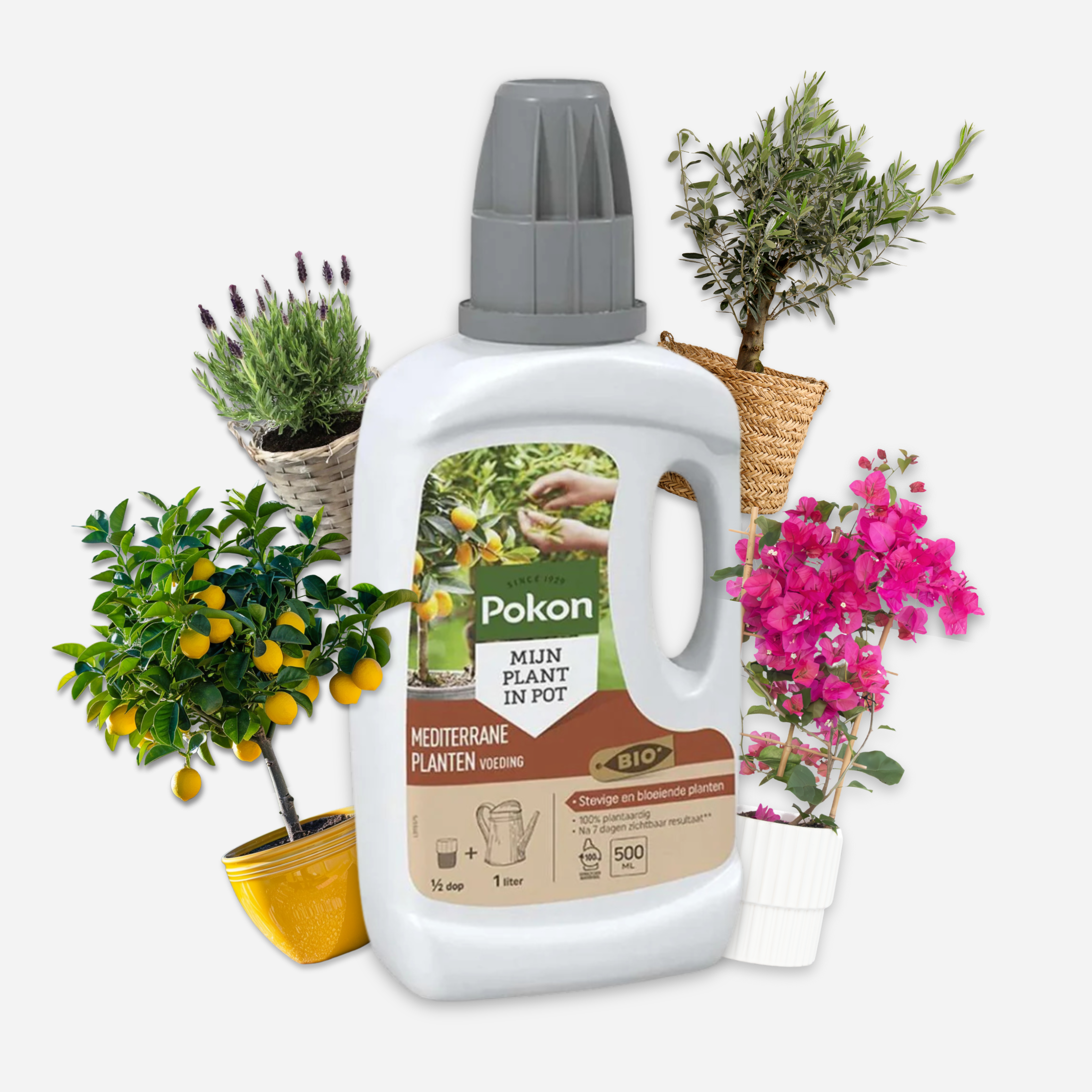 Pokon - Pokon - Engrais liquide pour plantes méditerranéennes - 500 ml - Image 3