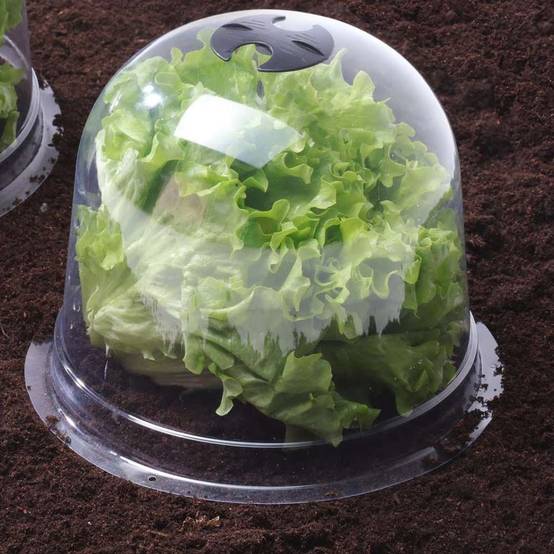 Cloches à salades plastique - Lot de 72 - Image 4