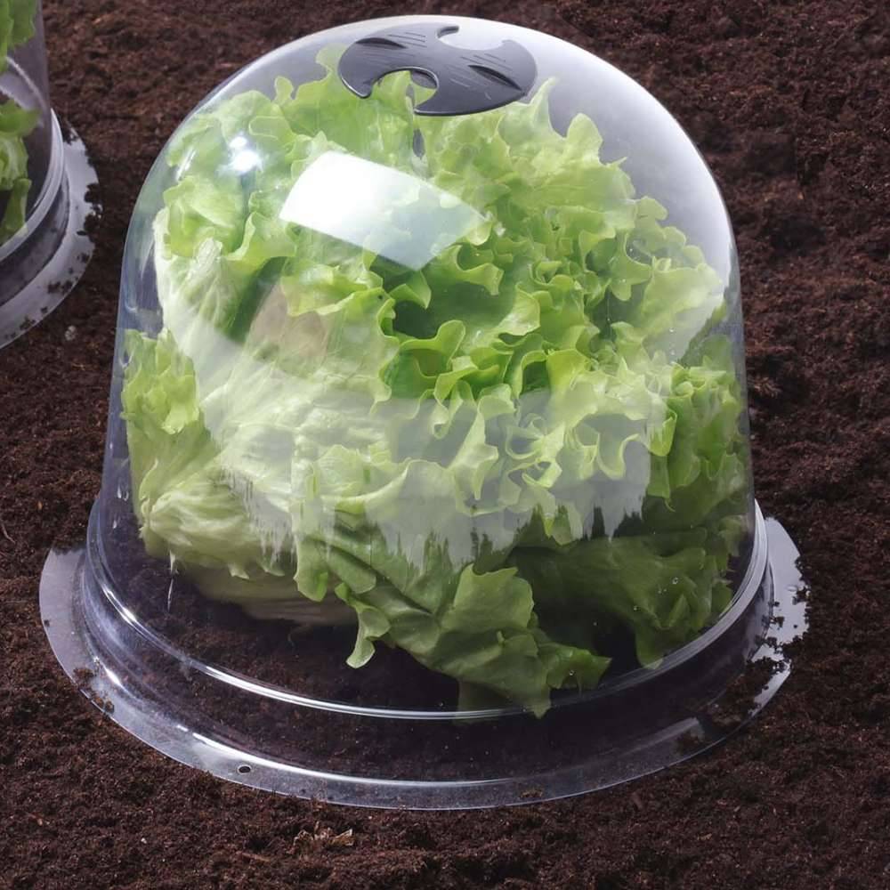 Cloches à salades plastique - Lot de 72 - Image 4