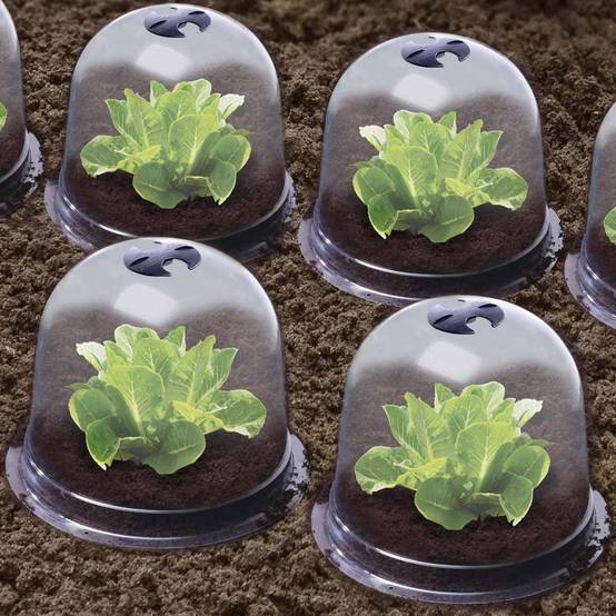 Cloches à salades plastique - Lot de 72 - Image 5