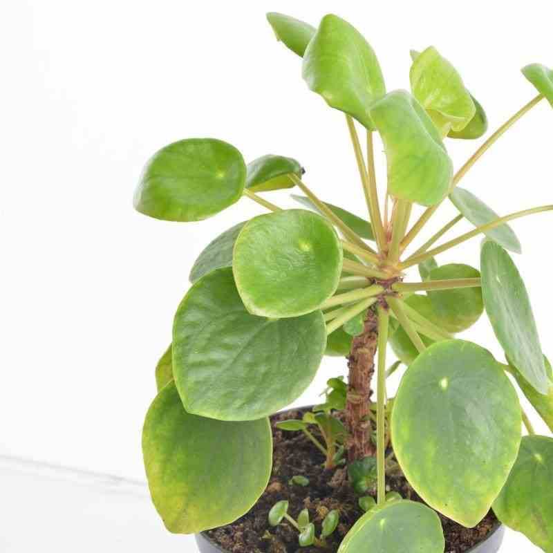 Sans Marque - Pilea Peperomioides (Plante à monnaie chinoise) Taille:Pot de 5 litres ? 80/100 cm - Imagen 2