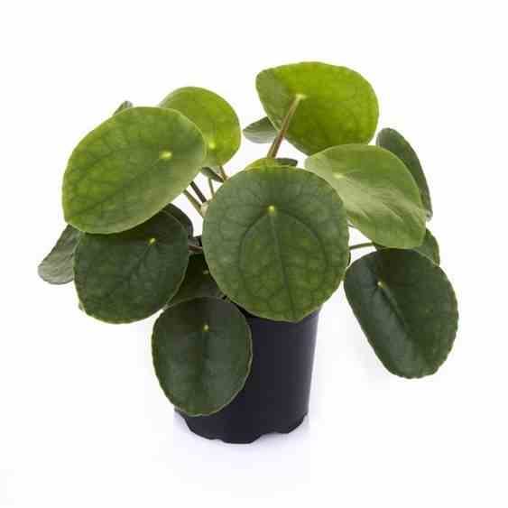 Sans Marque - Pilea Peperomioides (Plante à monnaie chinoise) Taille:Pot de 5 litres ? 80/100 cm - Imagen 1