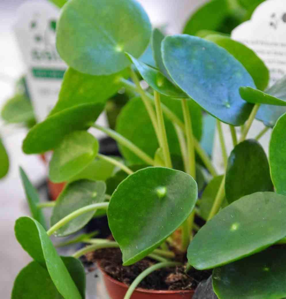 Sans Marque - Pilea Peperomioides (Plante à monnaie chinoise) Taille:Pot de 5 litres ? 80/100 cm - Imagen 3
