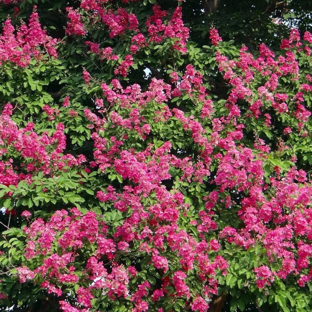 Lilas des Indes Houston, Lagerstroemia à fleurs Rose - feuillage Caduc - Pot de 3L - Touffe- hauteur à maturité De 0,50 m à 1,00 m - Image 1