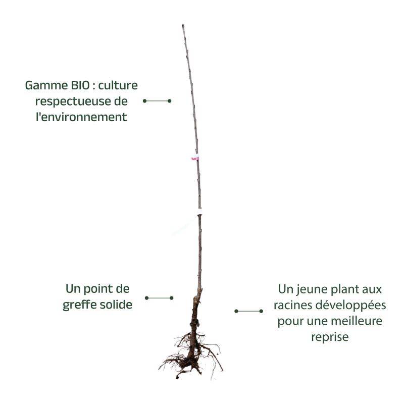 Cerisier bigarreau 'Sunburst' BIO (Prunus avium 'Sunburst') - Scion de 100 à 150cm - Pépinières Naudet - Imagen 3