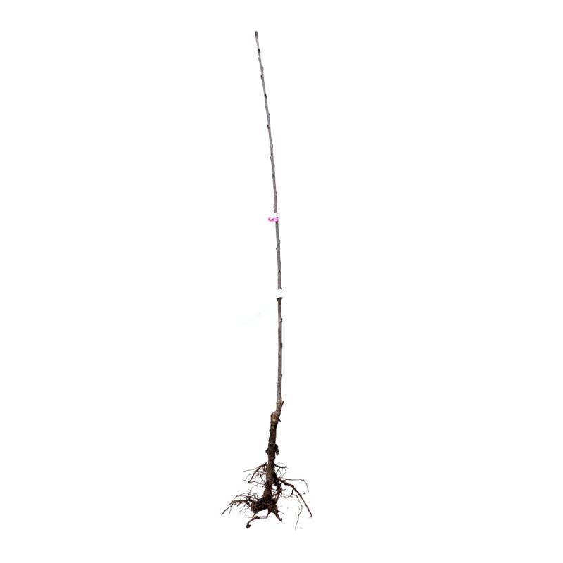 Cerisier bigarreau 'Sunburst' BIO (Prunus avium 'Sunburst') - Scion de 100 à 150cm - Pépinières Naudet - Imagen 2