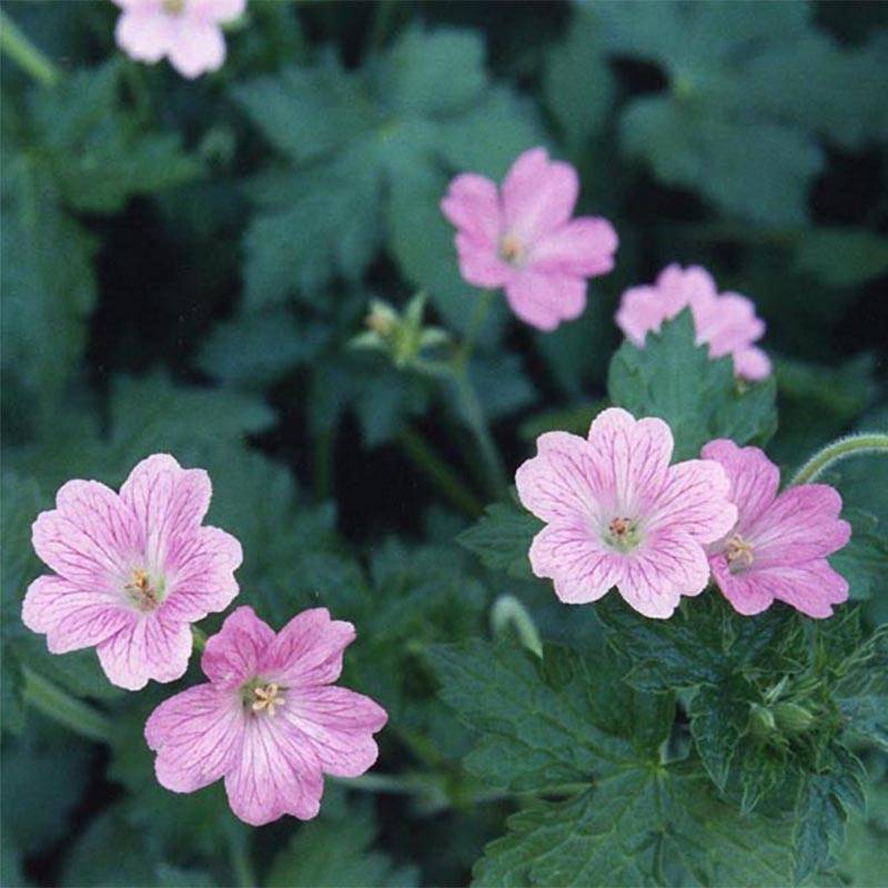 Géranium vivace oxonianum Claridge Druce Pot de 2L/3L