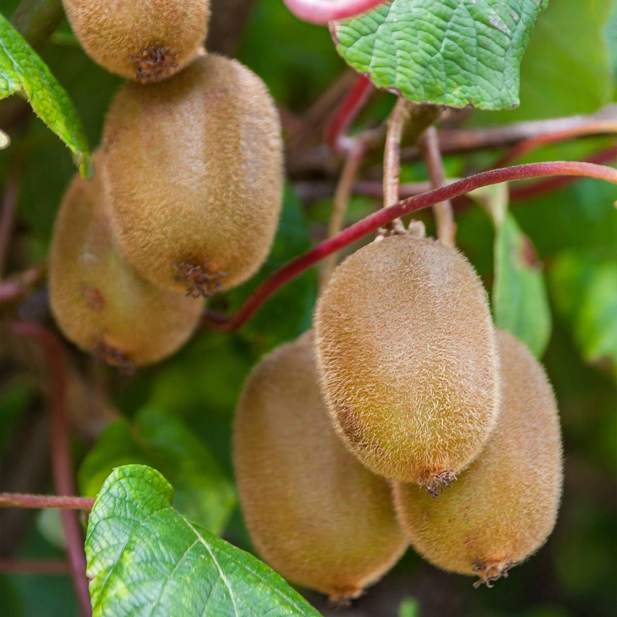 Promesse de Fleurs - Kiwi autofertile Boskoop - Actinidia deliciosa Pot de 1,5L/2L