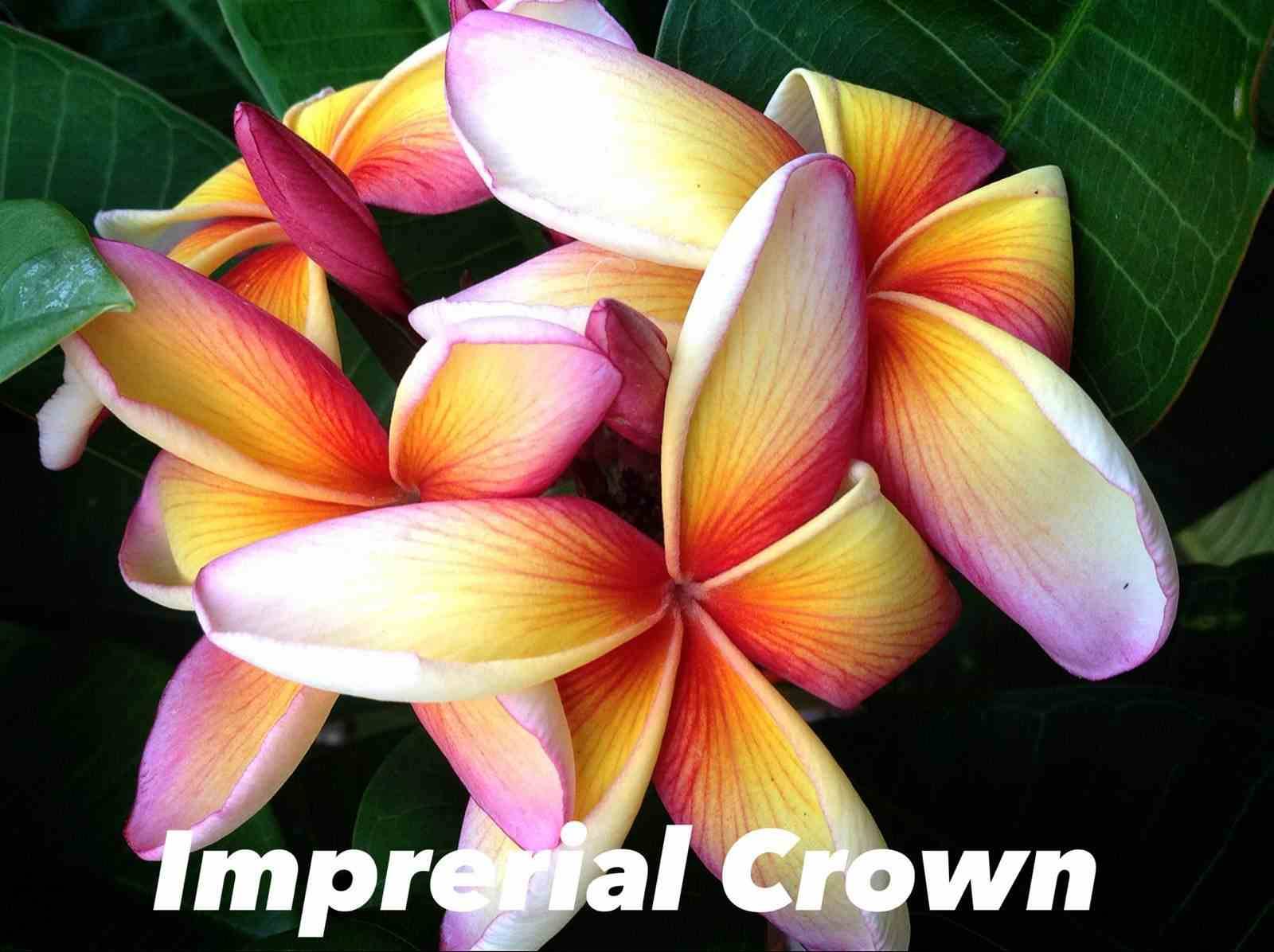 Sans Marque - Plumeria rubra "Couronne impériale" (frangipanier) Taille:Pot de 2 litres ? 20/30 cm - Couleur floraison:Blanc/jaune/rose