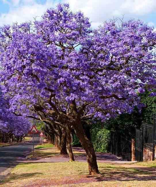 Sans Marque - Jacaranda mimosifolia (Flamboyant bleu) Couleur floraison:Bleu - Taille:Pot de 3 litres - 80/100 cm - Imagen 2