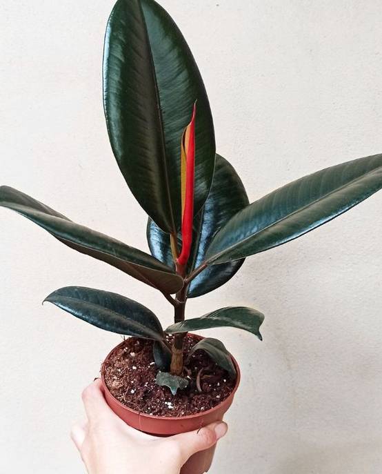 Ficus Elastica Abidjan Medium D. 12cm H. 30cm - Plante d'intérieur - IndoorPoppies