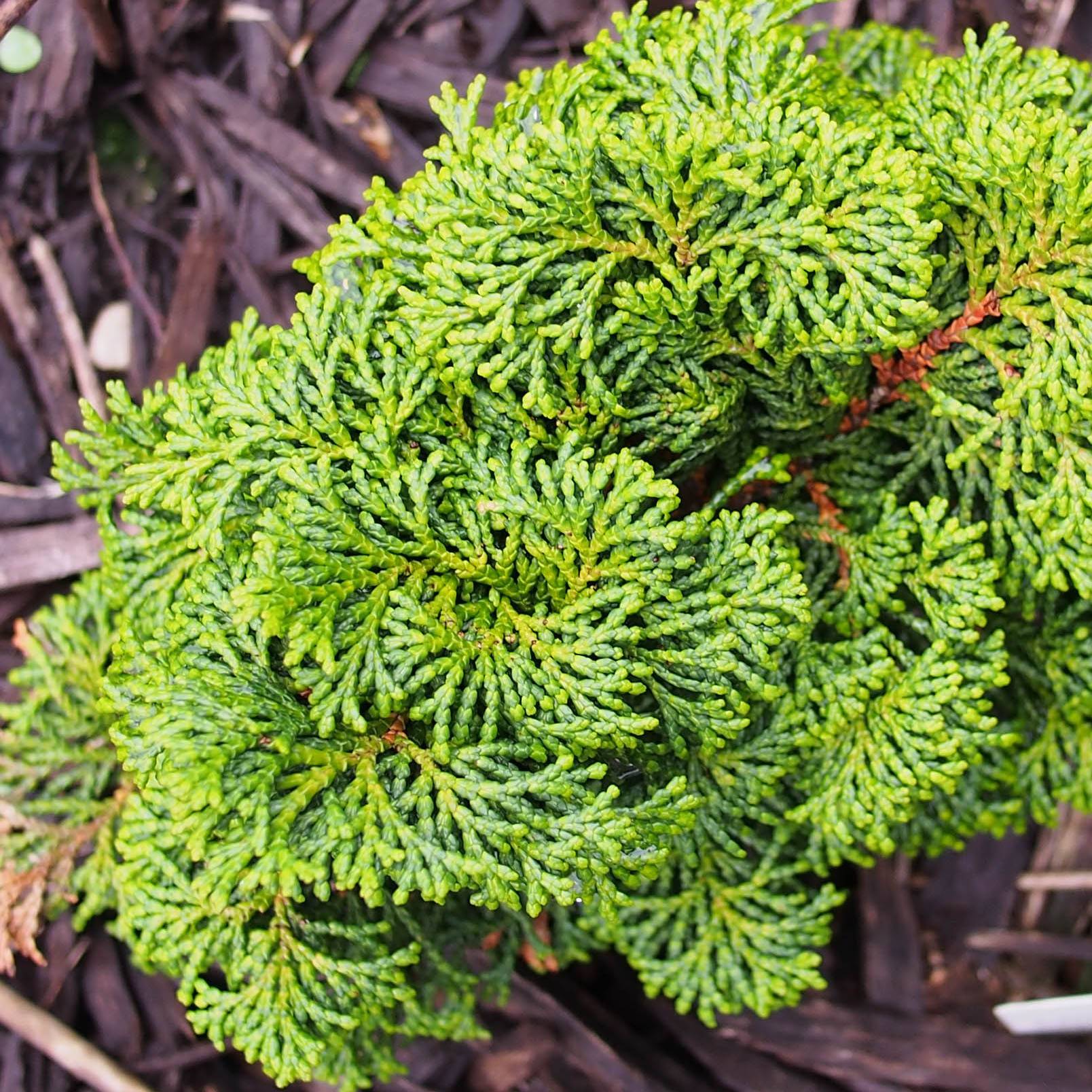 Faux cyprès du Japon - Chamaecyparis obtusa Kosteri Pot de 4L/5L
