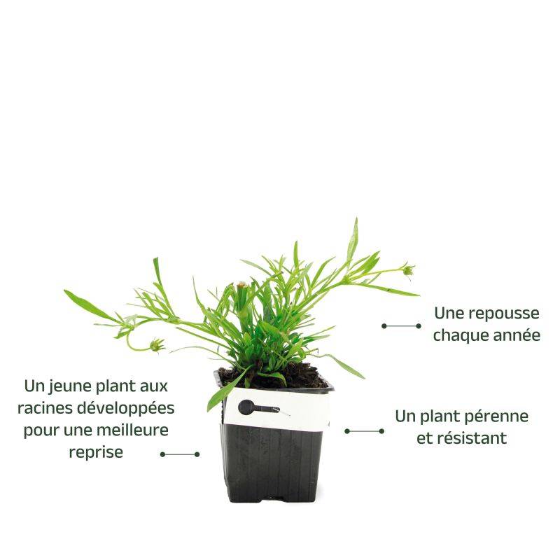 3 Coréopsis Lancéolé 'Goldfink' (Coreopsis Lanceolata) - Lot de 3 vivaces - Pépinières Naudet - Imagen 3